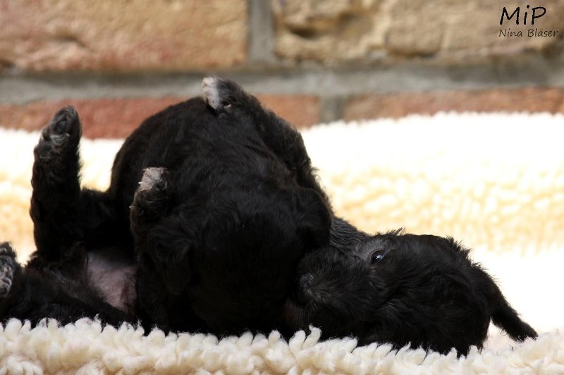 2011-05-28 Puppies Candy & Svet (55).jpg